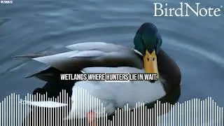 Waterfowl heritage with Kelsey Leonard