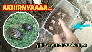 TIPS ALZENA CARA MENETASKAN TELUR KURA-KURA BRAZIL/RES | Telur Kura-Kura Air