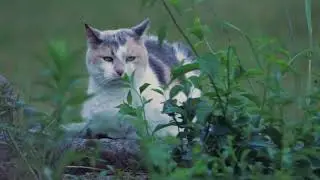 Video by David Clausen from Pixabay Cat   37131