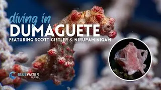 Learn All About Diving Dumaguete Philippines & Atmosphere Resort