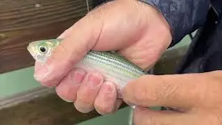NC fishermen weather the storm amid potential Tropical storm along NC coast