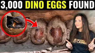 Scientists Cracked 3,000 Perfect Dinosaur Eggs &ndash; What They Found Is Wild!