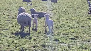 2025-11-04 BREZJE ARTIODACTYLA Ovis aries DOMAČA OVCA