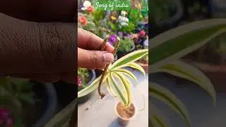 Song of India cutting propagation | Dracaena reflexa growing from stem #shorts #youtubeshorts