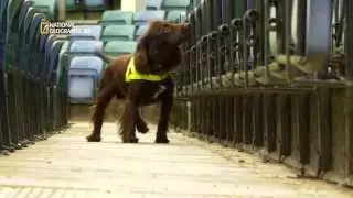 Perros Extraordinarios HD Serie Documental