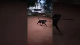 Sunday Enjoy #funnydog #viral video trending