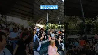 #bird #birds #attack #птица #птицы #шоу #птичьешоу #шоуптиц #birdshow #showofbirds #showbird
