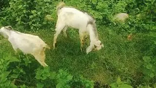 local goat of Nepal... #goatfarming Nepal#support #subscribe
