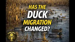 Has The Duck Migration Changed? | Flooded Corn, Short-Stopping & Modern Flyways