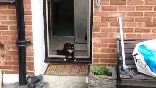 Cats go outside for the first time in a cat safe garden