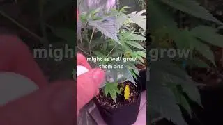 Познакомьтесь с моим растением-монстром (франкенбуд), моим мультифенотипным #привитым растением. ...