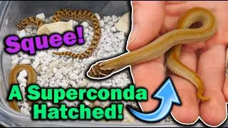 Очаровательные детеныши свинорогих змей вылупляются!! (Последние детеныши Омномлетт...)