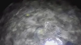 Short Hits: Underwater Footage of Needle Fish