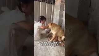 A child doesn't despise its mother for being ugly #dog #pet #cutedog #puppy #puppylove #cuteanimal