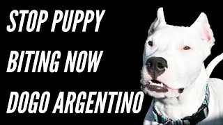 STOP DOGO ARGENTINO PUPPY BITING NOW