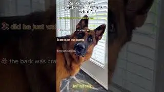 Ranking hilarious dog reactions#rankshorts