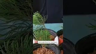 Rooting Success with Willow Cuttings: The Ultimate Rooting Solution #plantpropagation