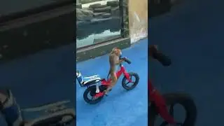 monyet naik sepeda lucu banget..😁