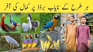 New Fancier Ke liye Nayab Birds Par Zabardast Offer || Sohail Birds Shop Rawalpindi