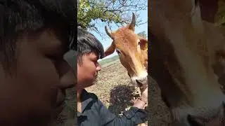 # Gaay Ko Chara Khilate hue🐄🐄# f Feeding  The Cow #shorts #youtube shorts # sumirsujit