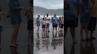Sea turtle release on Jaco Beach 