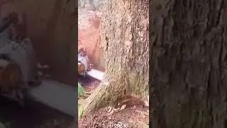 Dangerous Tree Cutting Gone Right 🪓 | Darakht Katne Ka Tarika #ASMR #treecutting  #Skills #tree