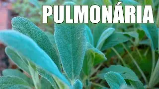 PULMONARIA OU PEIXINHO DE HORTA: A MELHOR ERVA MEDICINAL PARA CUIDAR E TRATAR O SISTEMA RESPIRAT&Oacute;RIO