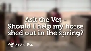 Ask the Vet - Should I help my horse shed out in the spring?