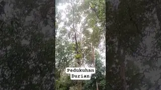 Pedukuhan Padang Durian #hutan #gunung #durian #adventure