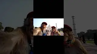 Adventures in Agra: Monkeys at the Taj!