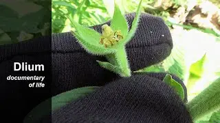 Peruvian primrose-willow (Ludwigia peruviana) - part 2