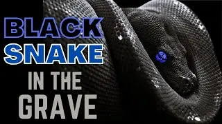BLACK SNAKE WAITING IN THE GRAVE 🐍 | Don't Miss THIS VIDEO