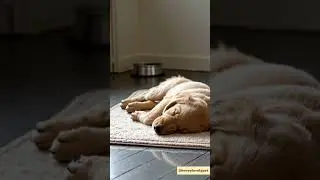 Golden Retriever Puppy Falling Asleep After Eating  #dog #cute #love