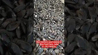 Best hatchery pearl seeps for pearl farming at Biva Pearl Farm India #pearlfarming #seep #mussels