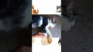 Кошки спят как профессионалы &mdash; вот почему 😴🐾😺