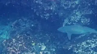 Whitetip Reef Shark (Marchena Island)