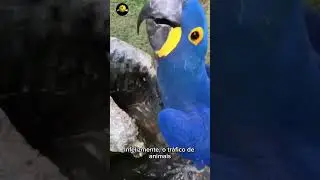 A Arara-azul &eacute; linda. #vocesabia #curiosidades #fatoscuriosos .