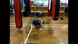 Circuit training :Boxing Brisbane