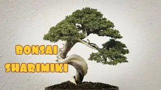 ✅BONSAI SHARIMIKI COMPILATION #14