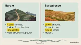 Nebbiolo for WSET 3: the grape, key regions, exam study