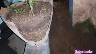 how to trans plant safely 🤔🌱🌱