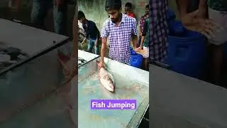 Fish Jumping Video #shorts