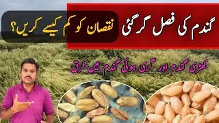 Wheat lodging losses: how to recover crop | Abid Ali Agrarian