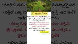 శివుని ప్రియమైన బిల్వ పత్రం 🌿Bilva Leaf Importance in Hindu Worship #shortsfeed #viral #telugushorts