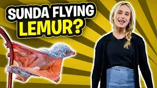 Sunda Flying Lemur?! It doesn't fly, and it's not a Lemur! Say Hi Saree, and meet this creature!