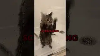 It's Scratching On The Walls 🐈😨