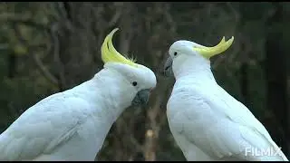 big white bird love for each other