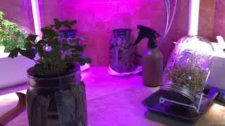 Click and Growing the Goodness in your Home!
