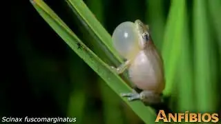 Scinax fuscomarginatus (Rio Claro Farm, Maffei and Ubaid 2014)