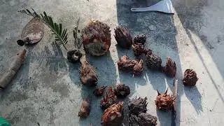 CARA CEPAT MERANGSANG UMBI CYCAS PAKIS HAJI TUMBUH AKAR.